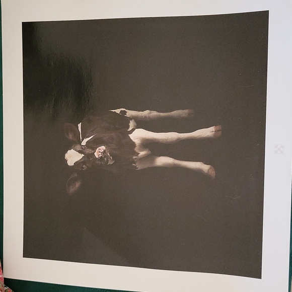 Purina Promotional  2 Photograph COW CALF Prints 12" x 12" - Picture 1 of 6